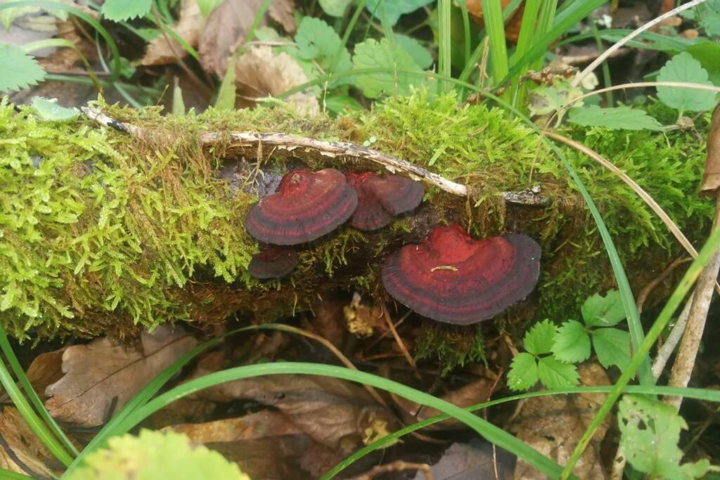 Willa La Belle Petite Ferme Rosiers De Julliac 19350 Le Bos Zewnętrze zdjęcie